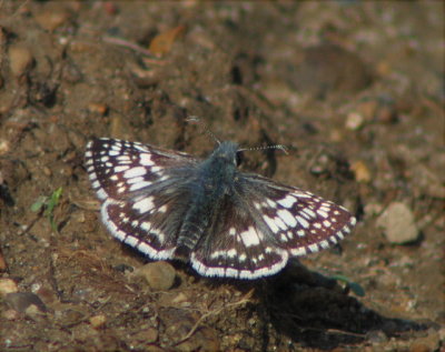 Common Checkered-Skipper