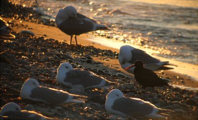 Black Oystercatcher and GW Gulls