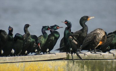 Pelagic and Double-crested Cormorants