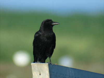 Northwestern Crow