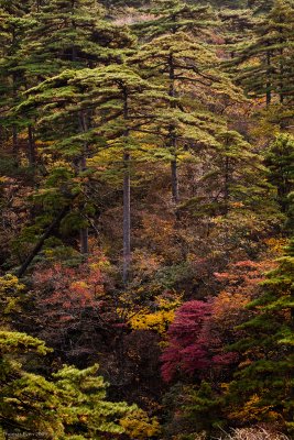 Huangshan_091021_16-1.jpg