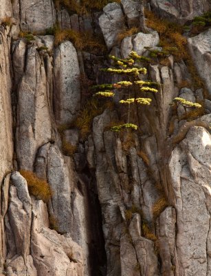 Huangshan_091022_920.jpg