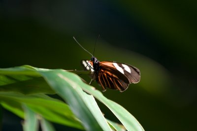 Butterfly House - Dec 2008