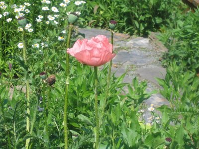 IMG_3871.JPG