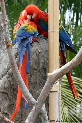 Scarlet Macaw (2522)