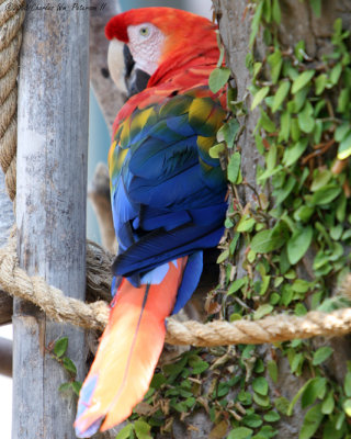 Scarlet Macaw (2669)