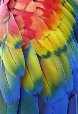 Scarlet Macaw (2673)