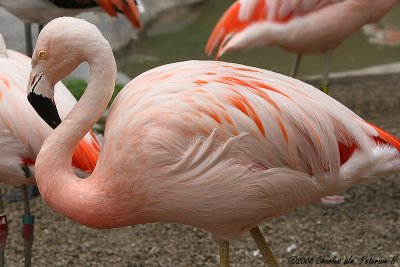 Chilean Flamingo (2548)