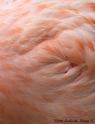 Chilean Flamingo (2553)
