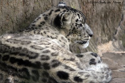 Snow Leopard (2560)