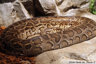 Boa (2528)
