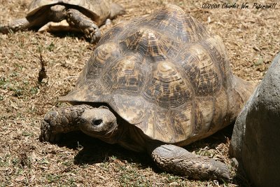 Leopard Tortoise (2657)