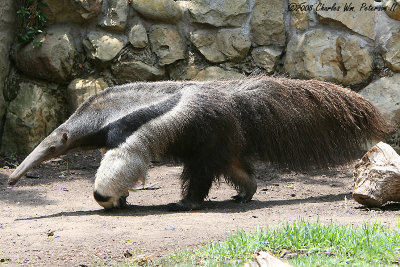 Giant Ant Eater (2620)