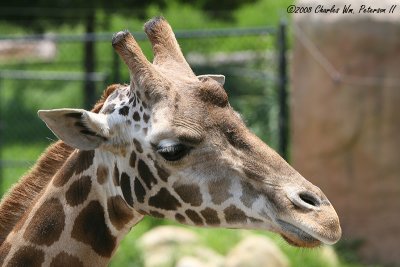 Baringo Giraffe (2645)