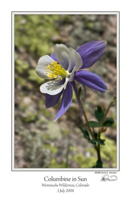 Columbine in Sun.jpg