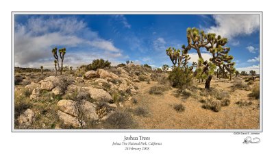 Joshua Trees.jpg