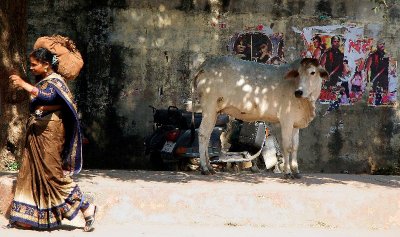 Woman and Cow, Agra India