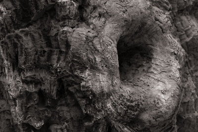 Knot hole