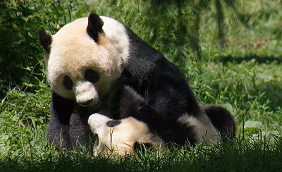 Pandas