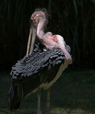 Stork