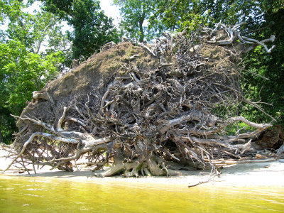 RootsExposed.jpg
