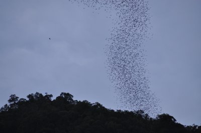 Feeding time for the millions of bats in Deer Caves. at 5.30pm.