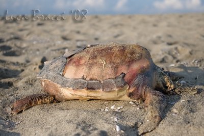  Loggerhead Sea Turtle (Caretta caretta)
