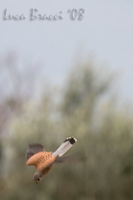 (Common) Kestrel (Falco tinnunculus)