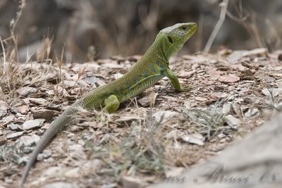 Jewelled lizard (Timon lepidus)- Lucertola ocellata