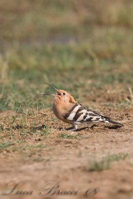 Hoopoe (Upupa epops)