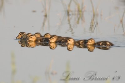 Mallard (Anas platyrhinchos)