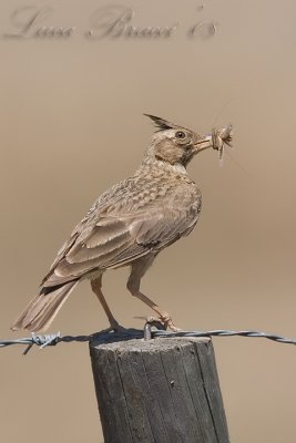 tekla lark (Galerida theklae)
