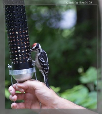 Pic mineur (Downy Woodpecker)