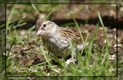 Bruant familier (Chipping Sparrow)