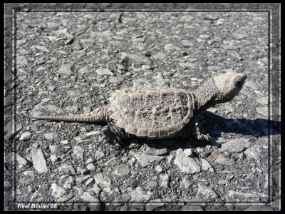 Tortue serpentine
