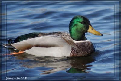 Canard Colvert (Mallard)