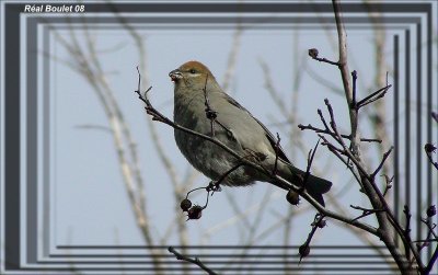 Durbec des sapins (Pine Grosbeak)