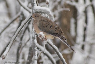 Tourterelle triste (Mourning Dove)