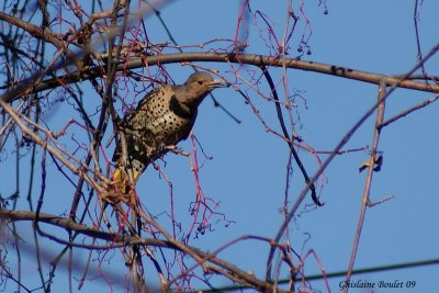 Pic flamboyant (Northern Flicker)