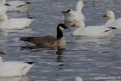Bernache de Hutchins (Cackling Goose)