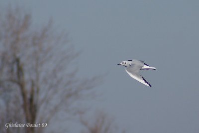 Mouette de Bonaparte (Bonaparte's Gull)