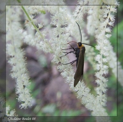 Ctnuche de Virgine - Ctenucha virginica