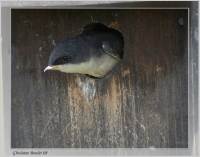 Hirondelle bicolore (Tree Swallow)