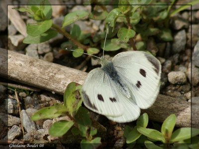 Piride du chou - Pieris rapae 