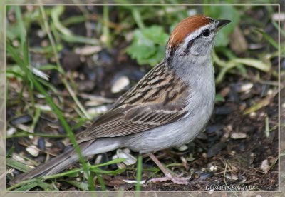 Bruant familier (Chipping Sparrow)