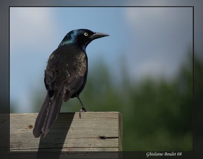 Quiscale bronz (Common Grackle)