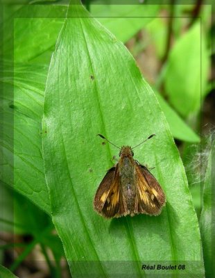 Hesprie hobomok - Poanes hobomok