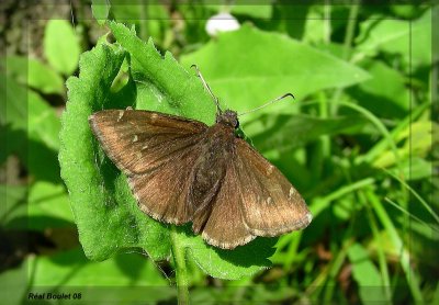 Hesprie nuageuse (Thorybes pylades)