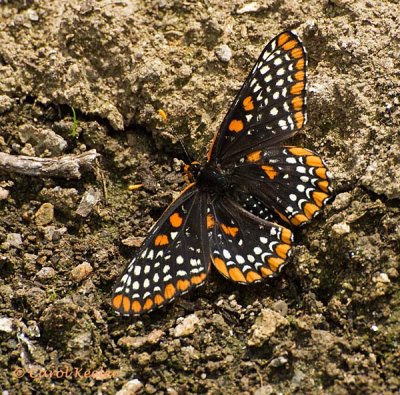  Open-Winged Baltimore Checkerspot