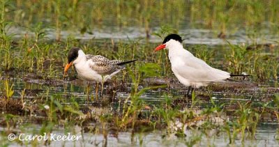 Caspian Tern and Young